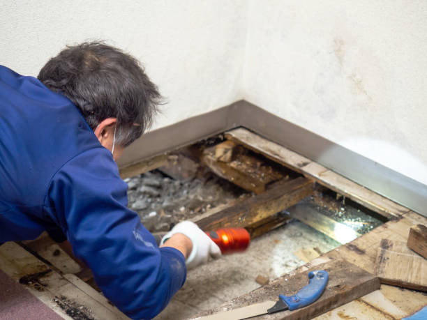 Best Mold Testing and Inspection Services in Hemlock, MI