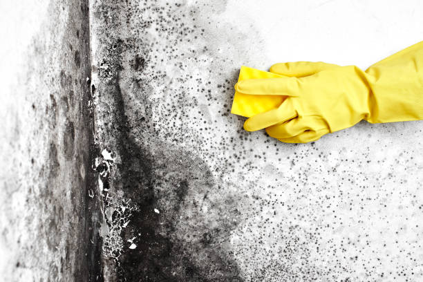 Best White Mold Remediation in Hemlock, MI
