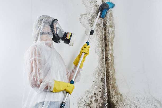 Best Localized Mold Remediation (e.g., coastal areas, humid climates) in Hemlock, MI