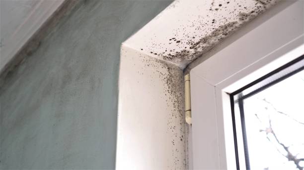 Best Industrial Mold Remediation in Hemlock, MI