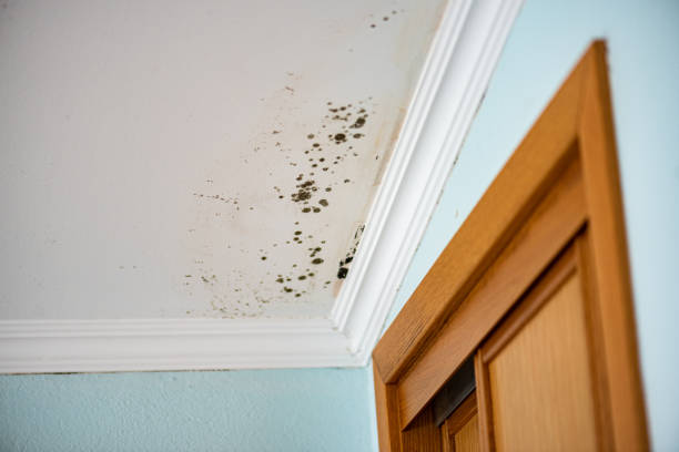 Best Post-Flood Mold Remediation in Hemlock, MI