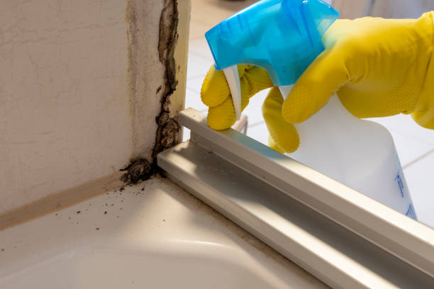 Best Residential Mold Remediation in Hemlock, MI