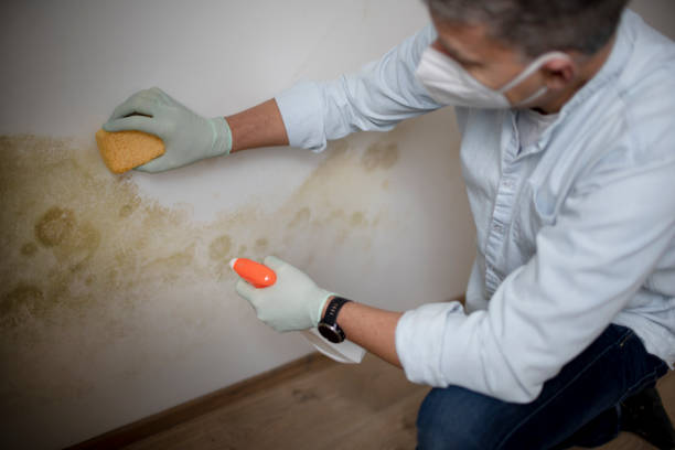 Best HVAC Mold Remediation in Hemlock, MI