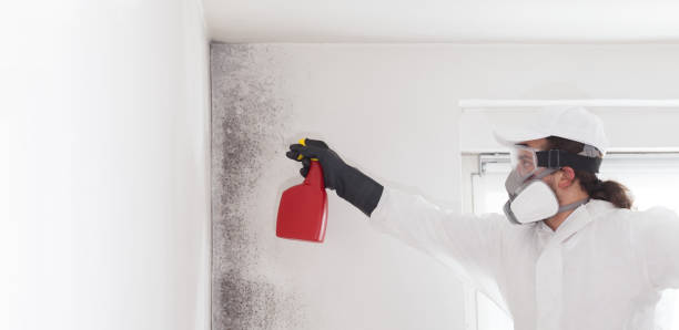 Best Bathroom Mold Remediation in Hemlock, MI