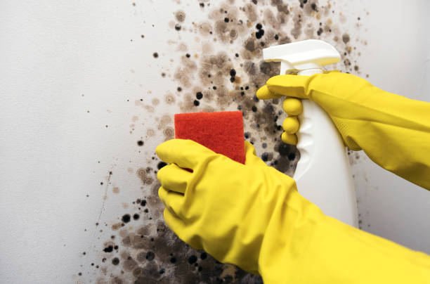 Professional Mold Remediation in Hemlock, MI