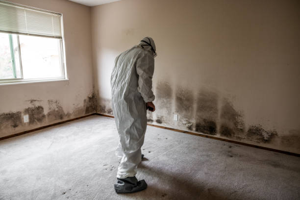 Best Insurance-Related Mold Remediation in Hemlock, MI