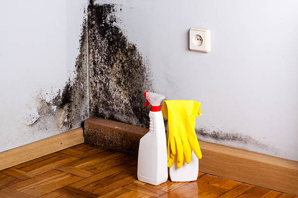 Best Emergency Mold Remediation in Hemlock, MI