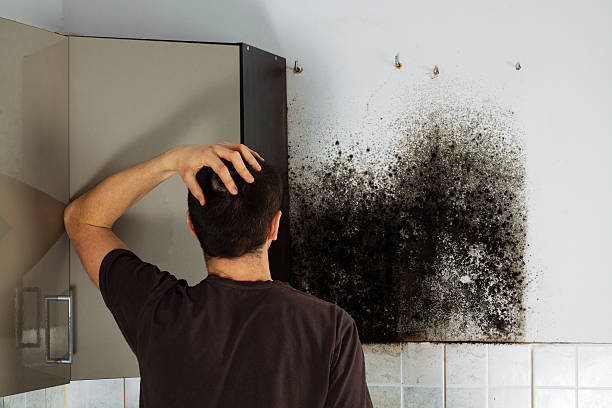 Best Industrial Mold Remediation in Hemlock, MI