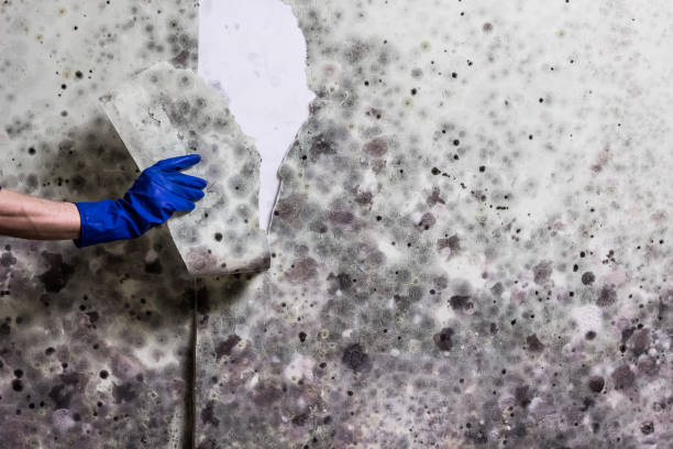Best Mold Remediation for Schools in Hemlock, MI