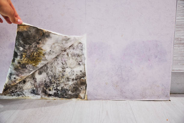 Best Post-Flood Mold Remediation in Hemlock, MI